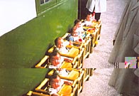 A close-up of six of the babies.